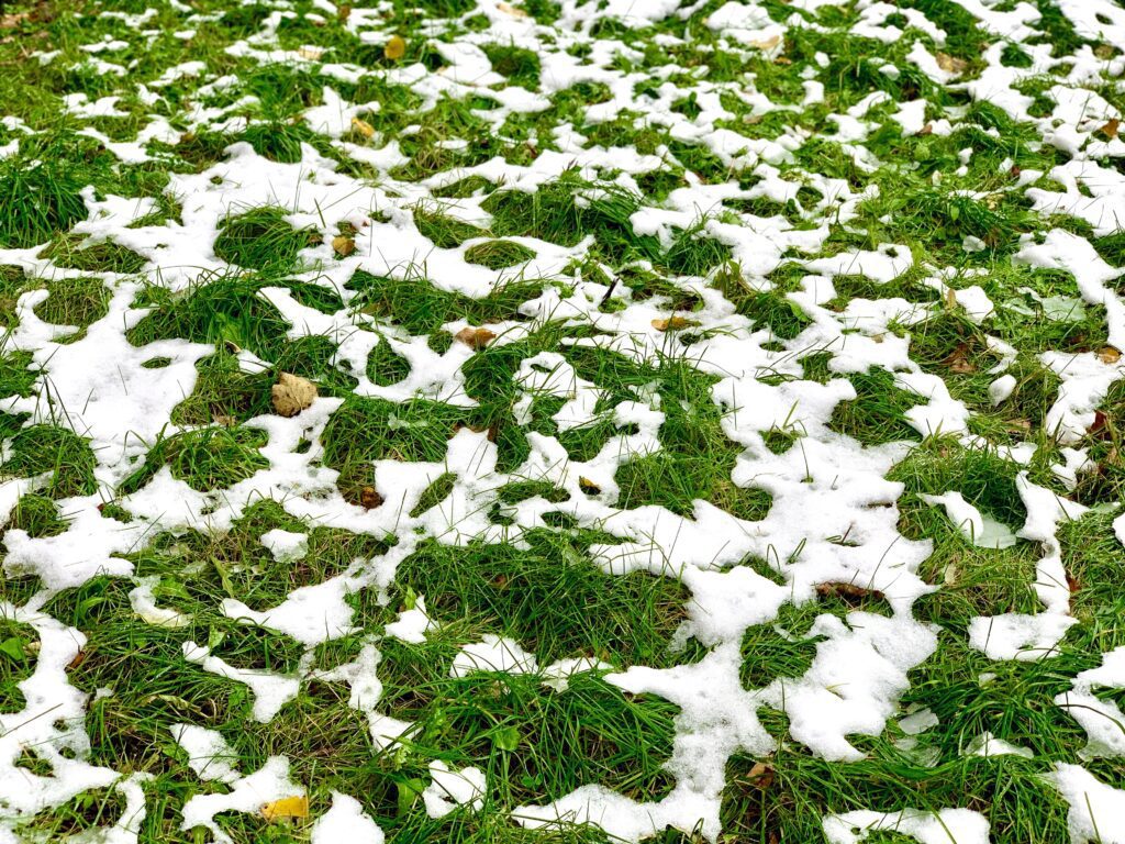 Most Common Winter Lawn Care Issues