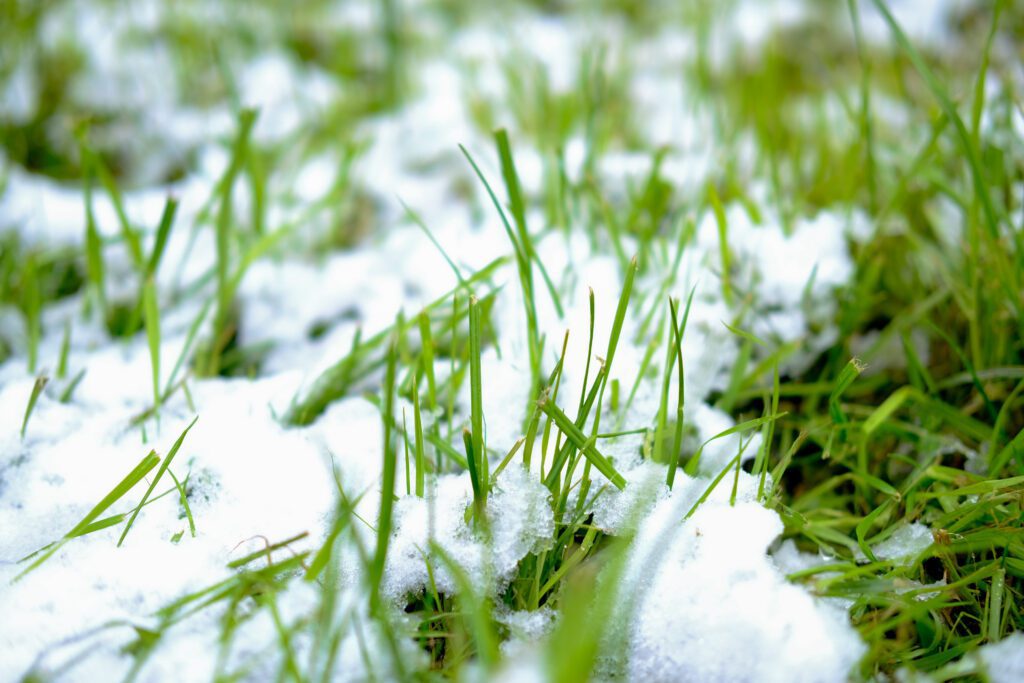 What Does Cold Weather Do To Your Grass