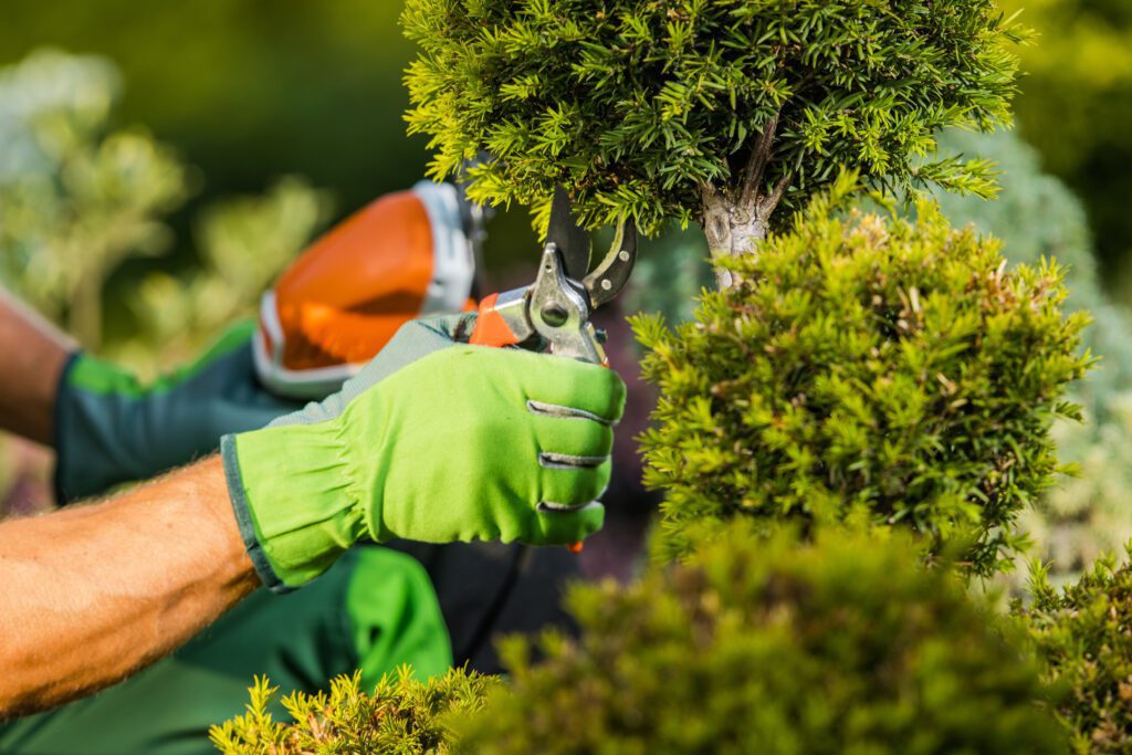 How to Prune Your Trees and Shrubs in Winter
