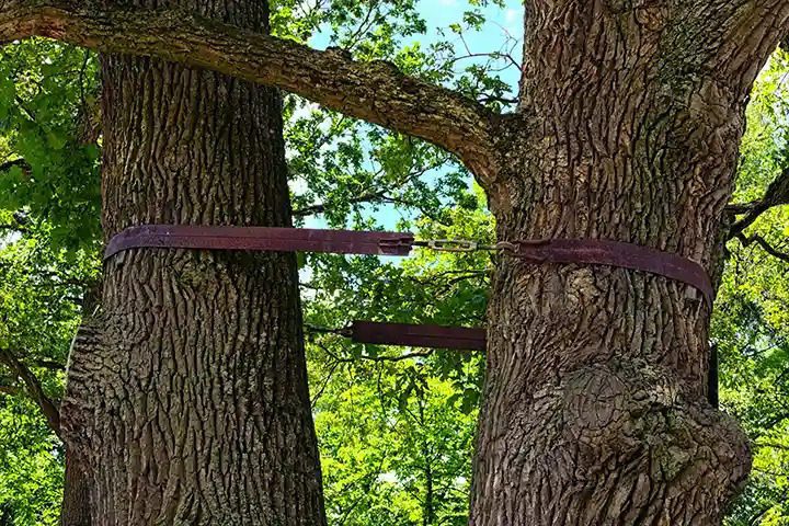 Tree Bracing Allen, TX
