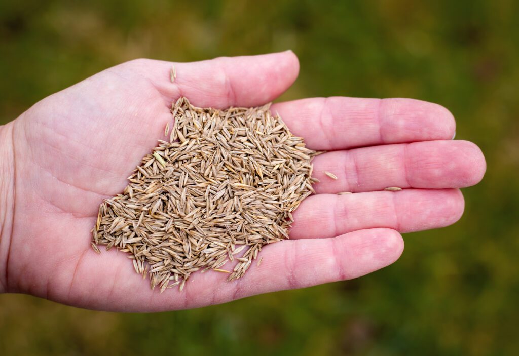 Best Type Of Grass Seed For Your Lawn My Neighbor Services best-type-of-grass-seed-for-your-lawn-my-neighbor-services