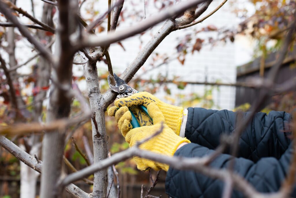 When to Prune Trees and Shrubs