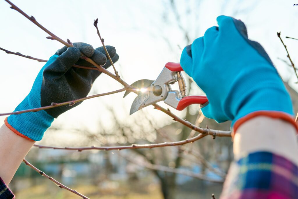 How to Prune a Landscape While it is Springtime