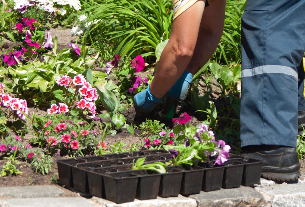 Make Your Flower Beds Successful With These Tips