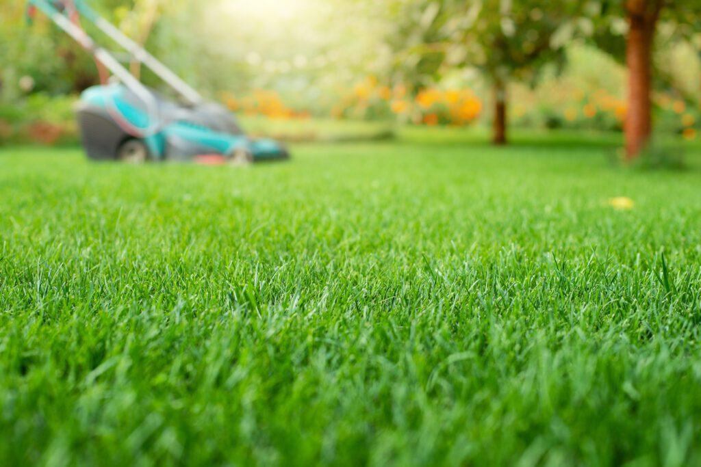 Natural Ways to Improve the Quality of Your Lawn