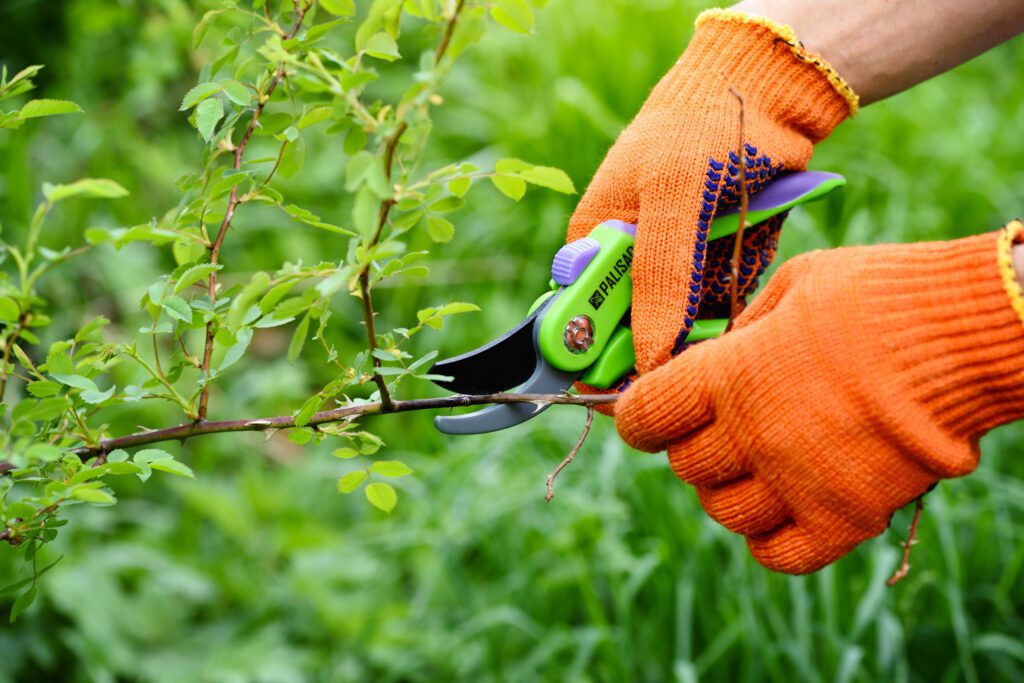 Pruning your Landscape this Spring to Get Ready for Summer