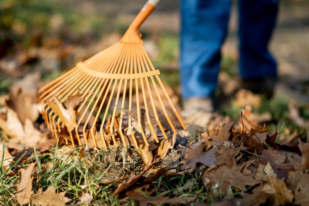 How To Plan Your Leaf Clean Up - What You Need To Know