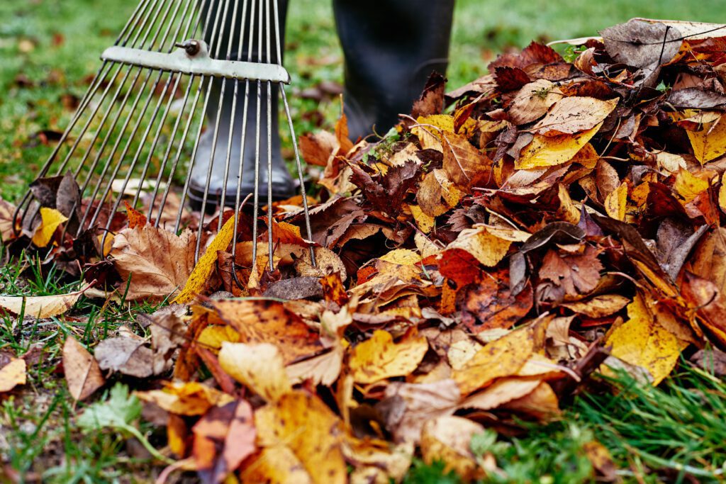 Maximizing Curb Appeal: A Comprehensive Guide to Fall Yard Maintenance