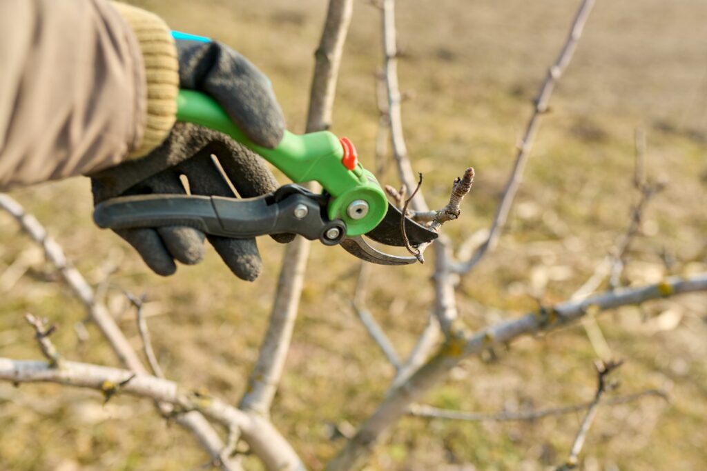 10 Tips for Springtime Pruning - My Neighbor Services