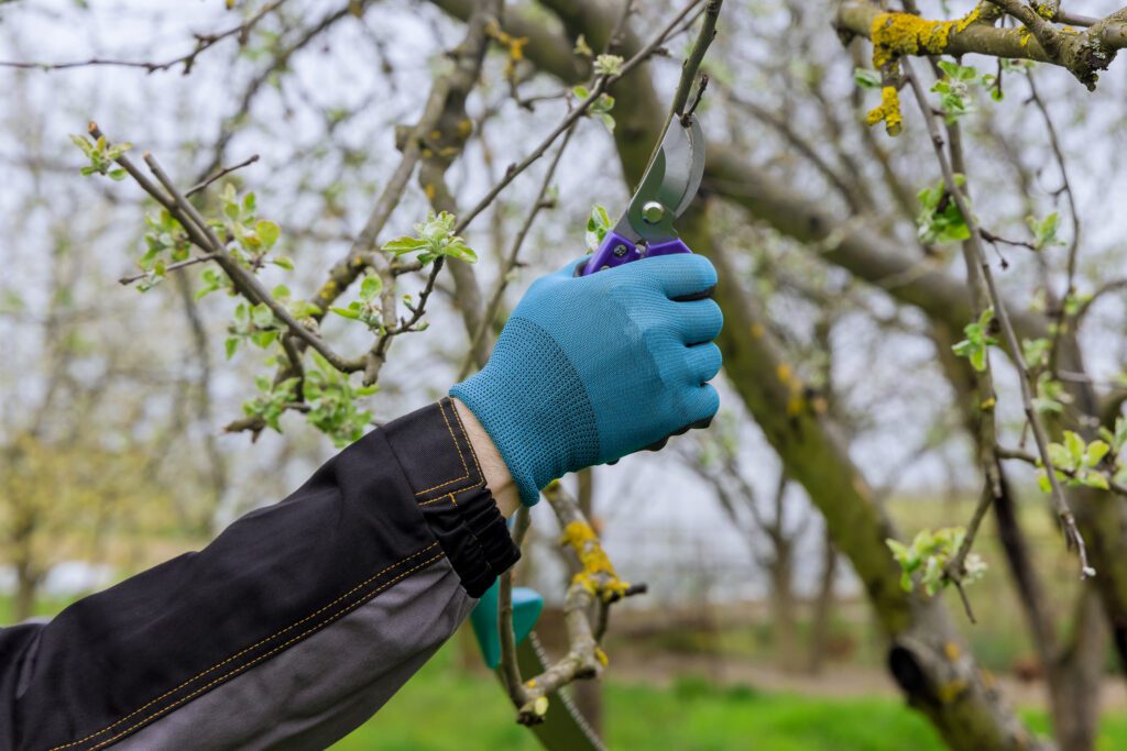 7 Expert Tips for Springtime Pruning to Transform Your Landscape