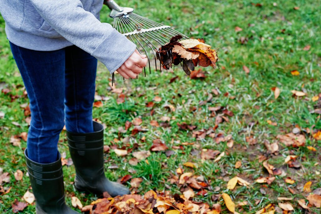 Fall Leaf Clean Up What To Know And Expect