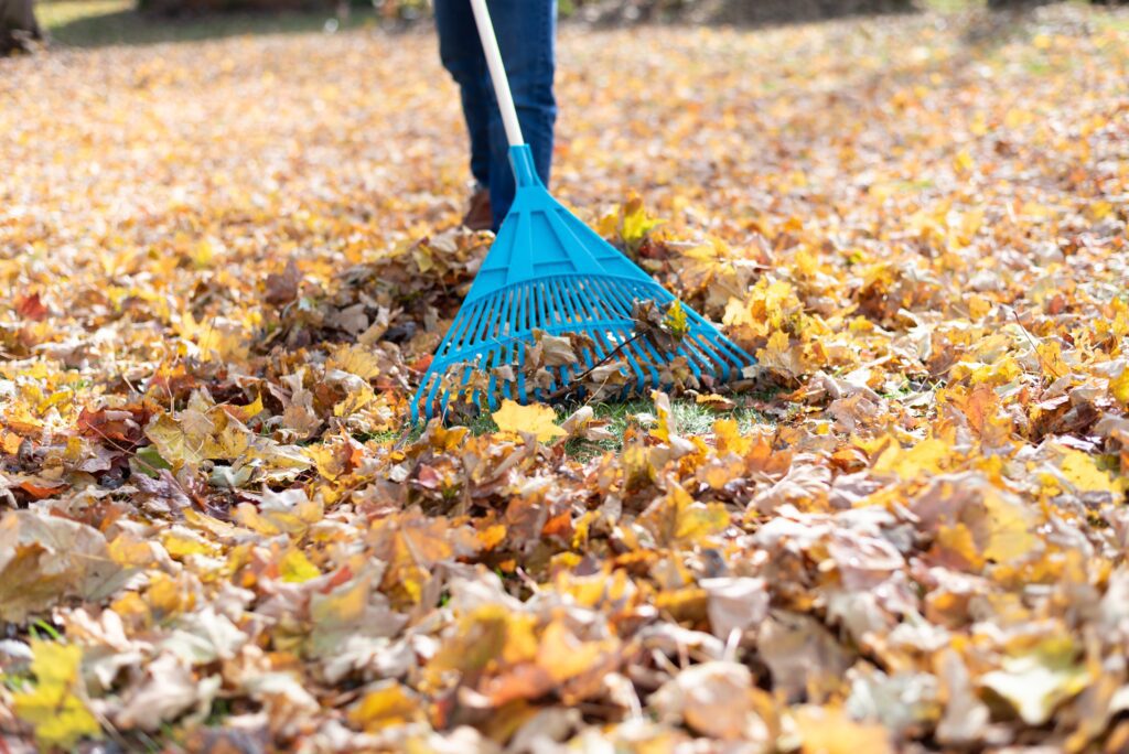 Top 5 Reasons You Should Consider Leaf Clean-up