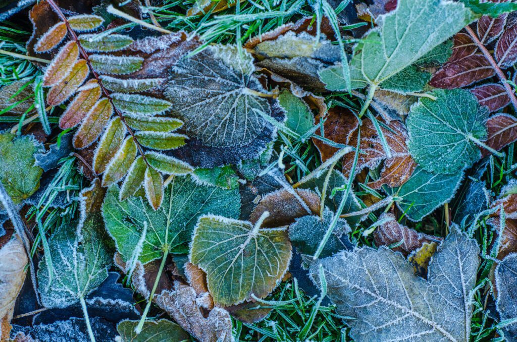 Winter Leaf Pick Up Service Has Many Benefits For Your Garden