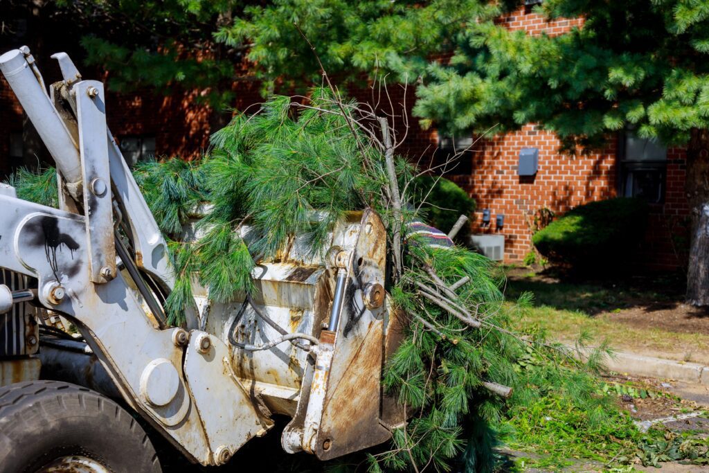 8 Signs You Need To Get Professional Tree Removal Services ASAP