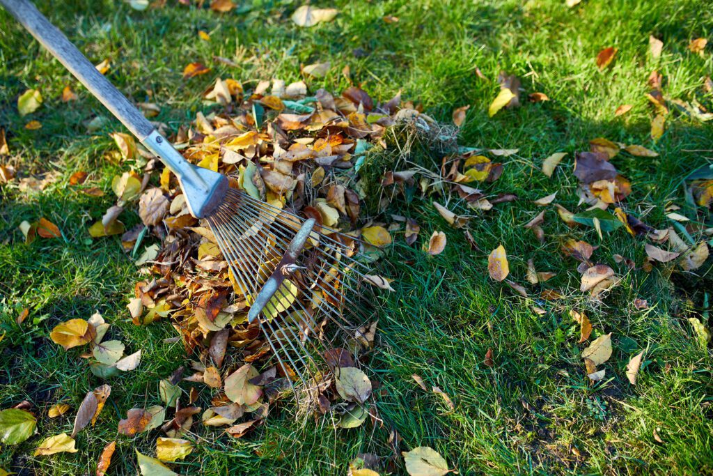 Leaf Clean Up Services: Why It's Essential For Your Yard