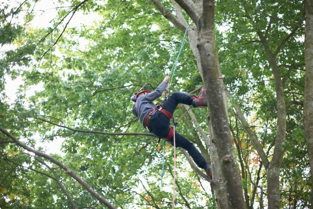 How to Find a Quality Tree Surgeon Near Me