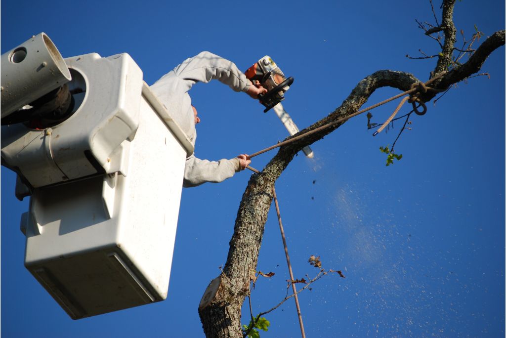 Allen Tree Removal DIY vs. Professional Services - What's Right for You