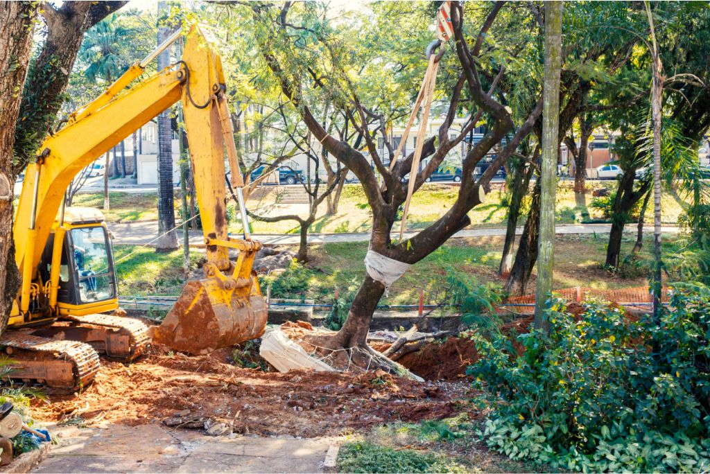 Commercial Tree Removal Services, My Neighbor Services